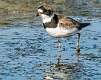 278: Plover - Semipalmated-1
