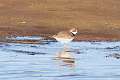 279: Plover - Semipalmated