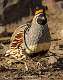 280: Quail - Gambles-1