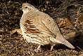 281: Quail - Gambles-2