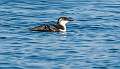 285: Razorbill-1