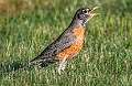 288: Robin - American-1