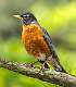 290: Robin - American-3