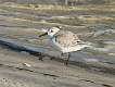 292: Sanderling - 3
