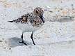 293: Sanderling-1