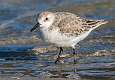294: Sanderling-2-2