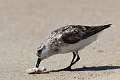 296: Sanderling