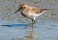 297: Sandpiper - Least-1
