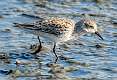 300: Sandpiper - Semipalmated-1
