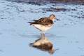 302: Sandpiper - Solitary