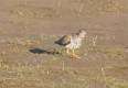 304: Sandpiper - Spotted