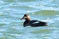 308: Scoter - White Winged