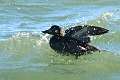 307: Scoter - whight winged