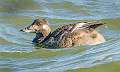 310: Scoter-White-winged-2