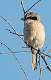 311: Shrike - Loggerhead-1