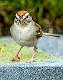 317: Sparrow - Chipping-2-2