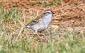 318: Sparrow - Chipping-2