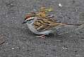 319: Sparrow - Chipping