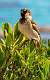 320: Sparrow - English-1