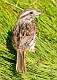 322: Sparrow - Grasshopper-1