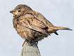 323: Sparrow - House-1