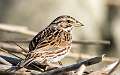 325: Sparrow - Savannah-1
