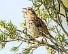 327: Sparrow - Song-1-2