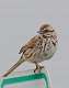 329: Sparrow - Song