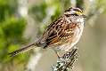 330: Sparrow - White-throated-1