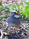 331: Sparrow - White-throated