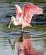 332: Spoonbill - Roseatte