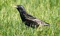 333: Starling - European-1