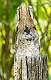 335: Stickbird - Common potoo-1
