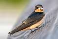 338: Swallow - Barn-2