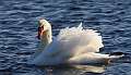 341: Swan - Mute 2