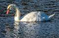 342: Swan - Mute-1
