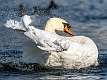 348: Swan - Mute-12