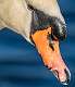 349: Swan - Mute-19