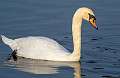 343: Swan - Mute-2-2