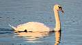 344: Swan - Mute-2