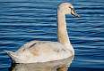 352: Swan - Mute-22