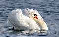 345: Swan - Mute-7