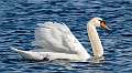 347: Swan - Mute-9