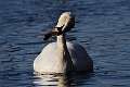 353: Swan - Mute