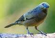355: Tanager - Bluegray-1