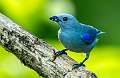 356: Tanager - Bluegray-2