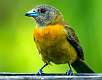 357: Tanager - Passerinis-1
