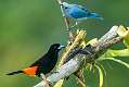 358: Tanager - Scarlet-rumped-1