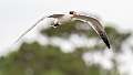 360: Tern - Caspian