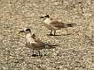 361: Tern - Forstner's juvenal